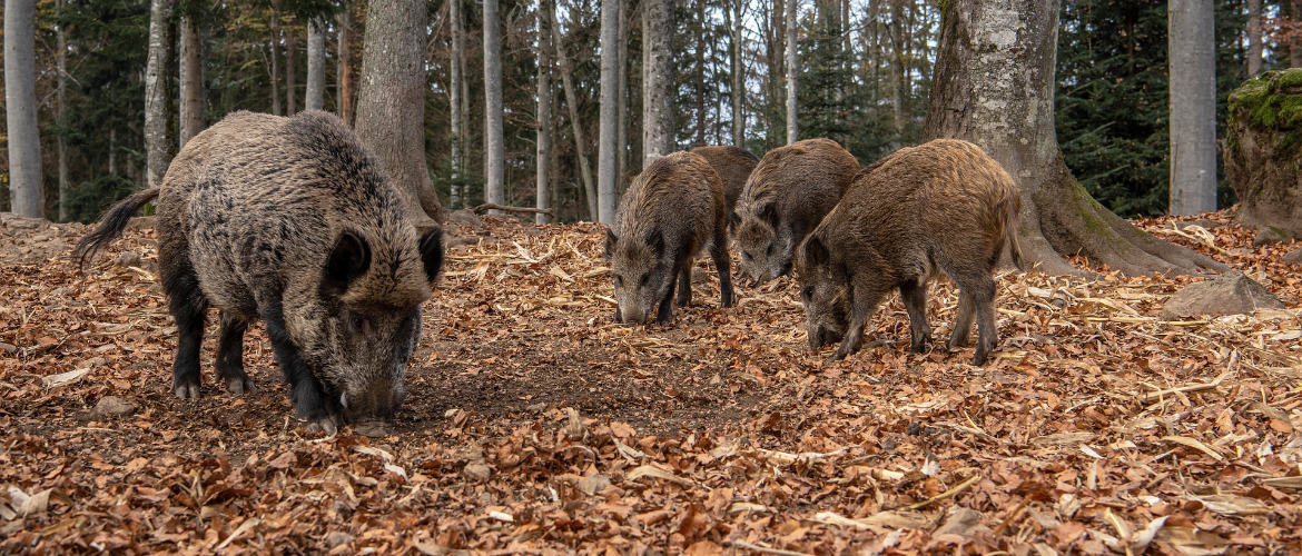 Fraktion Tierschutzpartei Spandau Wildschweine Unkenpfuhl